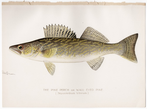 THE PIKE PERCH or WALL-EYED PIKE Denton fish lithograph from 1897